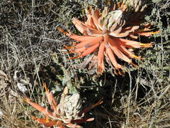 Aloe longistyla