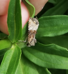 Mesoligia furuncula