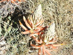 Aloe longistyla
