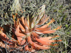 Aloe longistyla