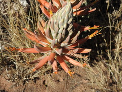 Aloe longistyla