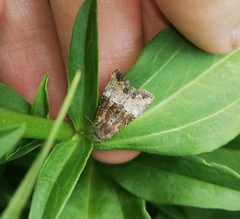 Mesoligia furuncula