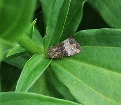 Mesoligia furuncula
