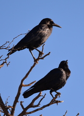 Corvus capensis capensis