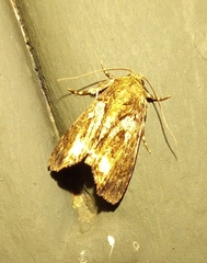 Lepidoptera