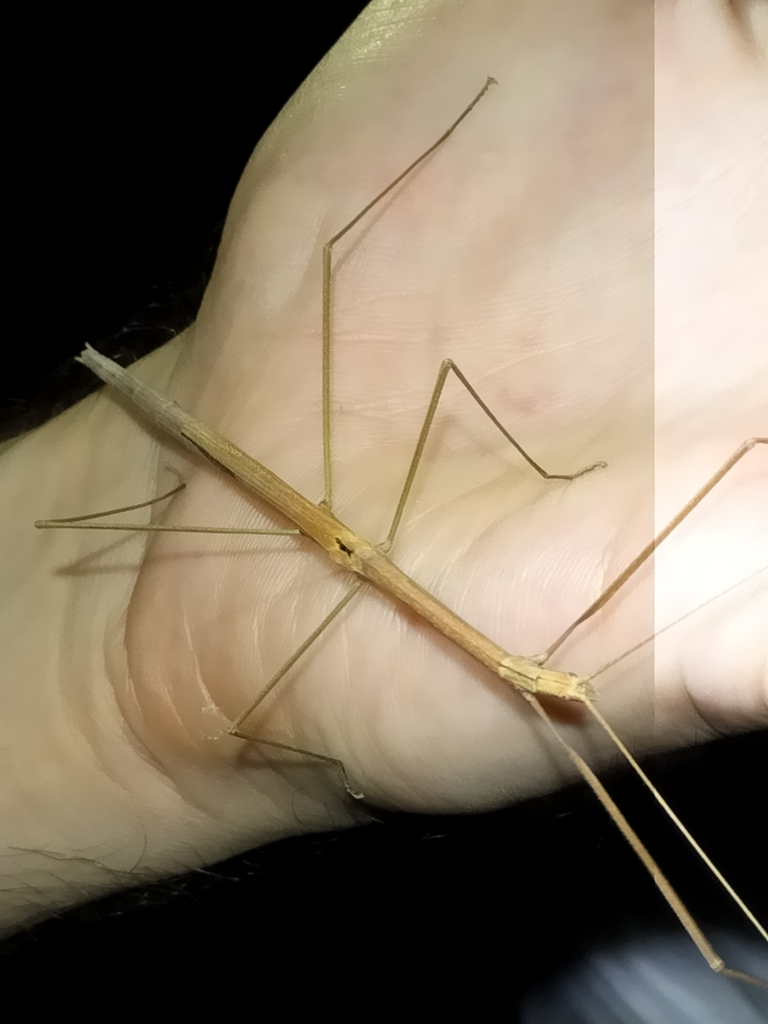 Sipyloidea gracilipes