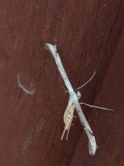 Pterophoridae