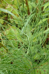 Equisetum arvense