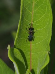 Lyroda
