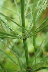 Equisetum arvense