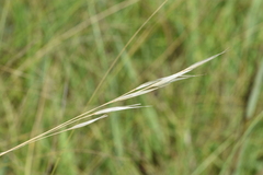 Hesperostipa spartea
