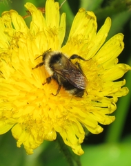 Bombus flavidus