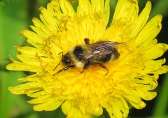 Bombus flavidus