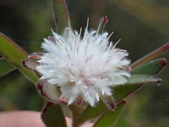Diastella (Diastella myrtifolia)