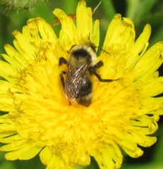 Bombus flavidus