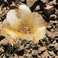 Calochortus fimbriatus