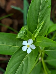 Catharanthus pusillus