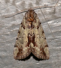 Catocala praeclara