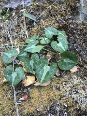Asarum marmoratum
