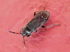 Megalonotus sabulicola