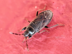 Megalonotus sabulicola
