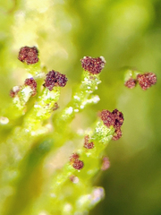 Crossocalyx hellerianus