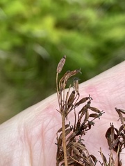 Meum athamanticum