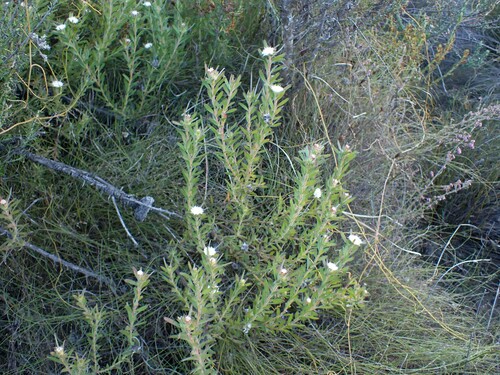 Image of Diastella myrtifolia by (c) Ren Hoekstra, some rights reserved (CC BY)