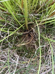 Meum athamanticum