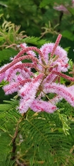Mimosa benthamii