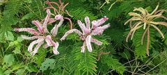 Mimosa benthamii