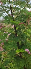 Mimosa benthamii