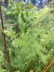Meum athamanticum