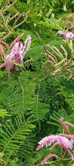 Mimosa benthamii