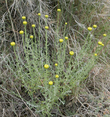 Santolina ericoides