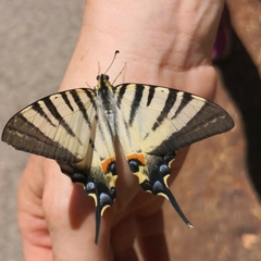 Iphiclides podalirius