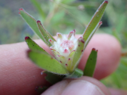 Image of Diastella myrtifolia by (c) Ren Hoekstra, some rights reserved (CC BY)