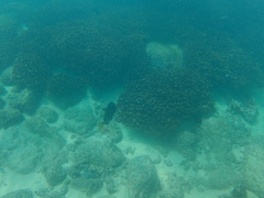 Prionurus laticlavius