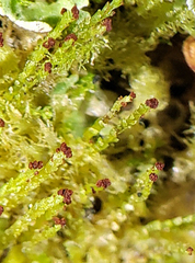 Crossocalyx hellerianus