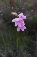 Ixia micrandra