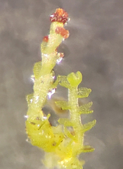 Crossocalyx hellerianus