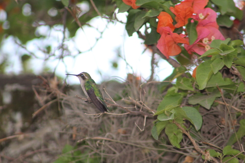 Short-tailed Emerald (Chlorostilbon poortmani), photo 10