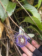 Passiflora gustaviana