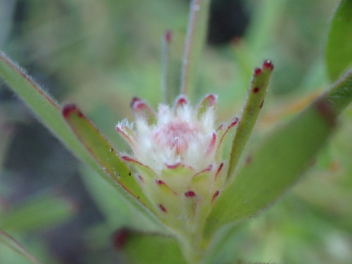 Image of Diastella myrtifolia by (c) Ren Hoekstra, some rights reserved (CC BY)