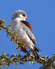 Polihierax semitorquatus