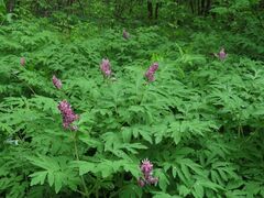 Corydalis macrantha
