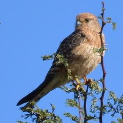 Falco rupicoloides