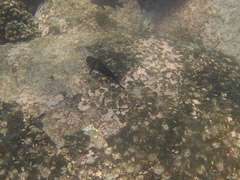 Ophioblennius steindachneri