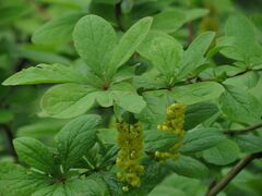 Berberis amurensis