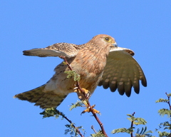 Falco rupicoloides